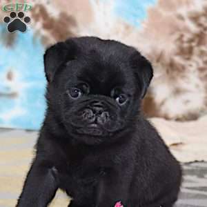 Greg, Pug Puppy